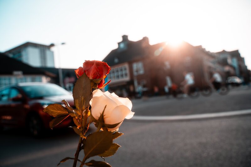 Blumen verteilen am Weltfrauentag. Rose